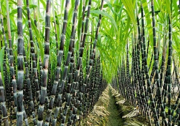 bagasse sugarcane