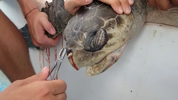 Crews remove plastic straws from a sea turtles nose.