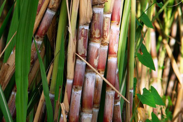 Sugarcane---The-Botanical-Perspective