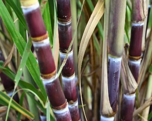 Sugarcane Harvested-1