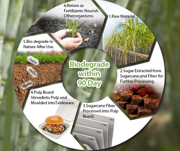 The Journey of Sugarcane Bagasse Products, From Raw Material to Return to Nature