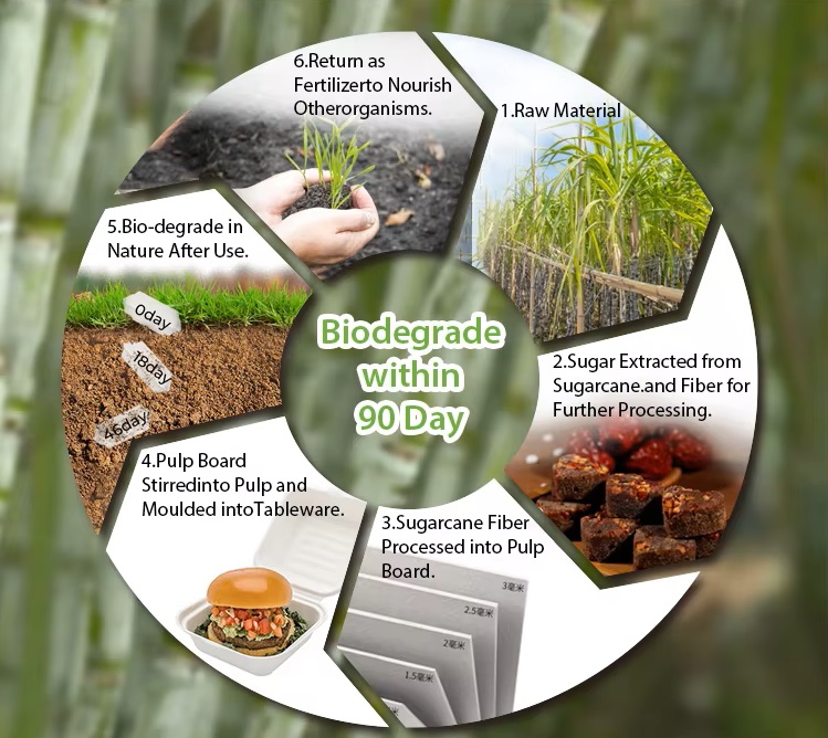 The Life Cycle of Bagasse Packaging.jpg