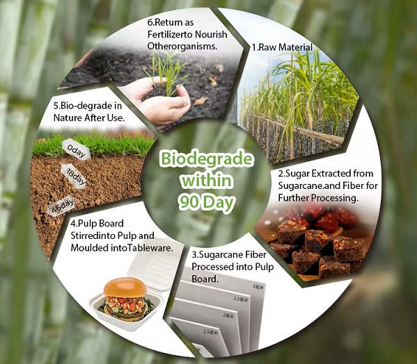 The biological cycle of bagasse products.