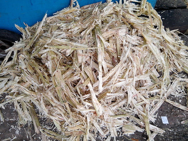 Sugarcane fiber