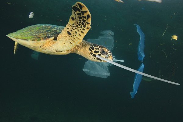 Biodegradable straws reduce harm to wildlife.